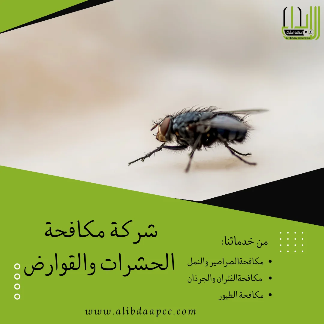 التحكم في انتشار الذباب: استراتيجيات فعّالة للمطاعم والمتاجر