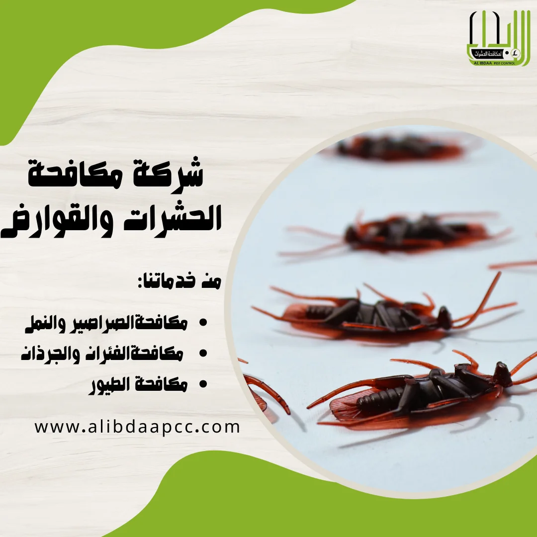 إدارة انتشار الصراصير في فصل الشتاء في دولة الإمارات: التحديات والحلول