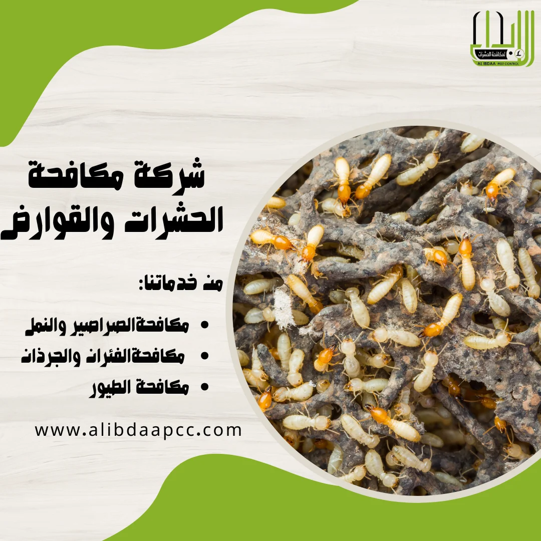 التصدي لتهديد النمل الأبيض في البيئة الصحراوية: استراتيجيات وحلول