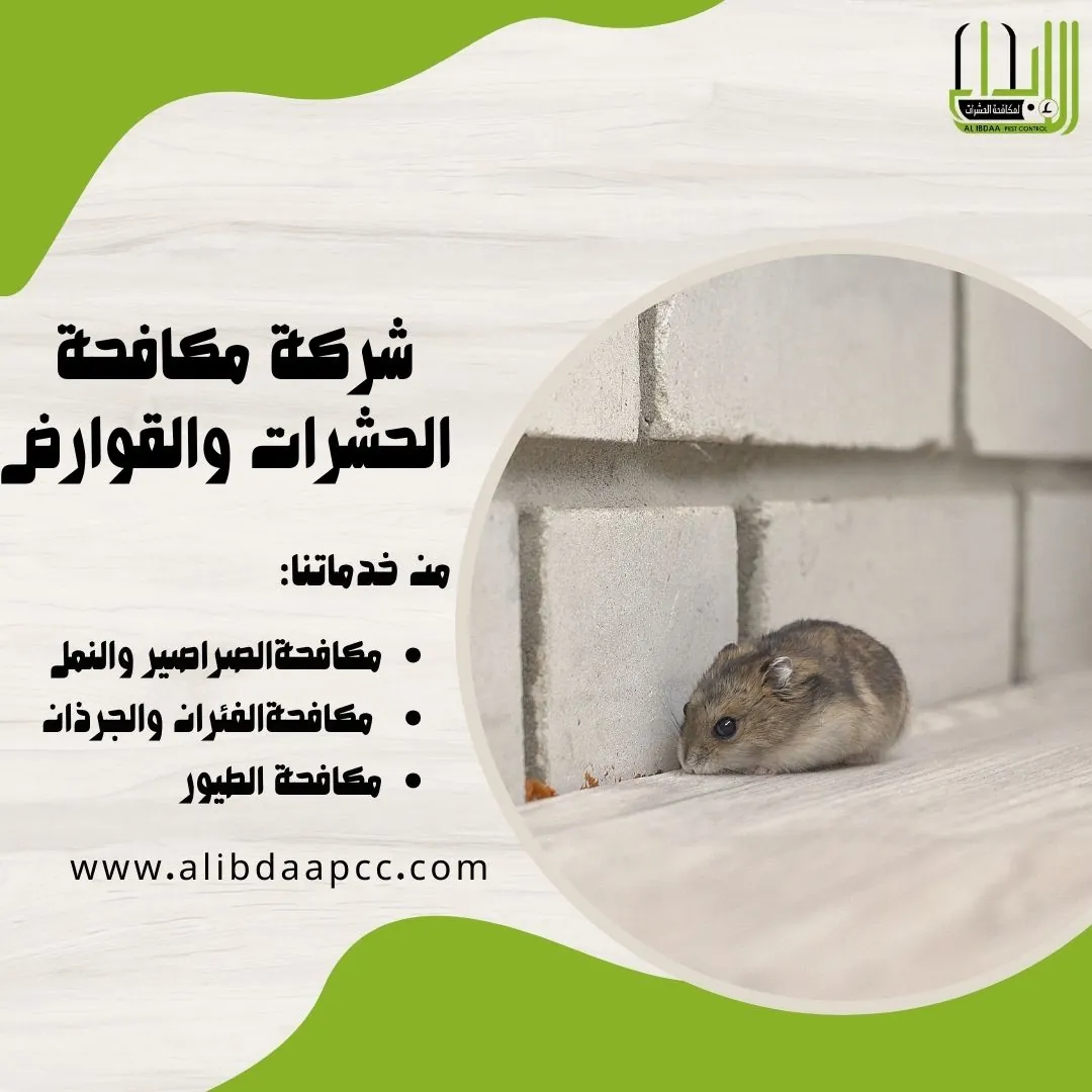 مكافحة الفئران وطرق شركات مكافحة الحشرات في القضاء عليها