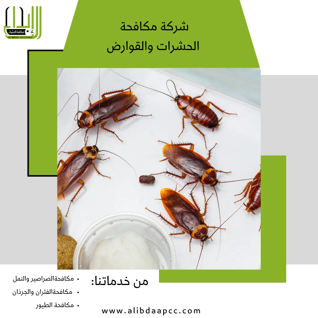 التصدي للصراصير وتأثيرها الضار على الصحة العامة