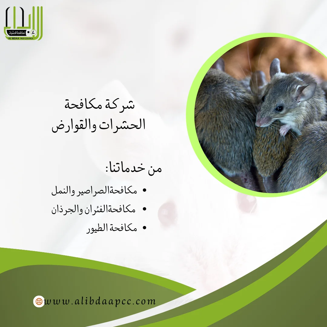 في مواجهة الفئران: كيف تحمي منزلك بطريقة مبتكرة ودور شركات مكافحة الحشرات