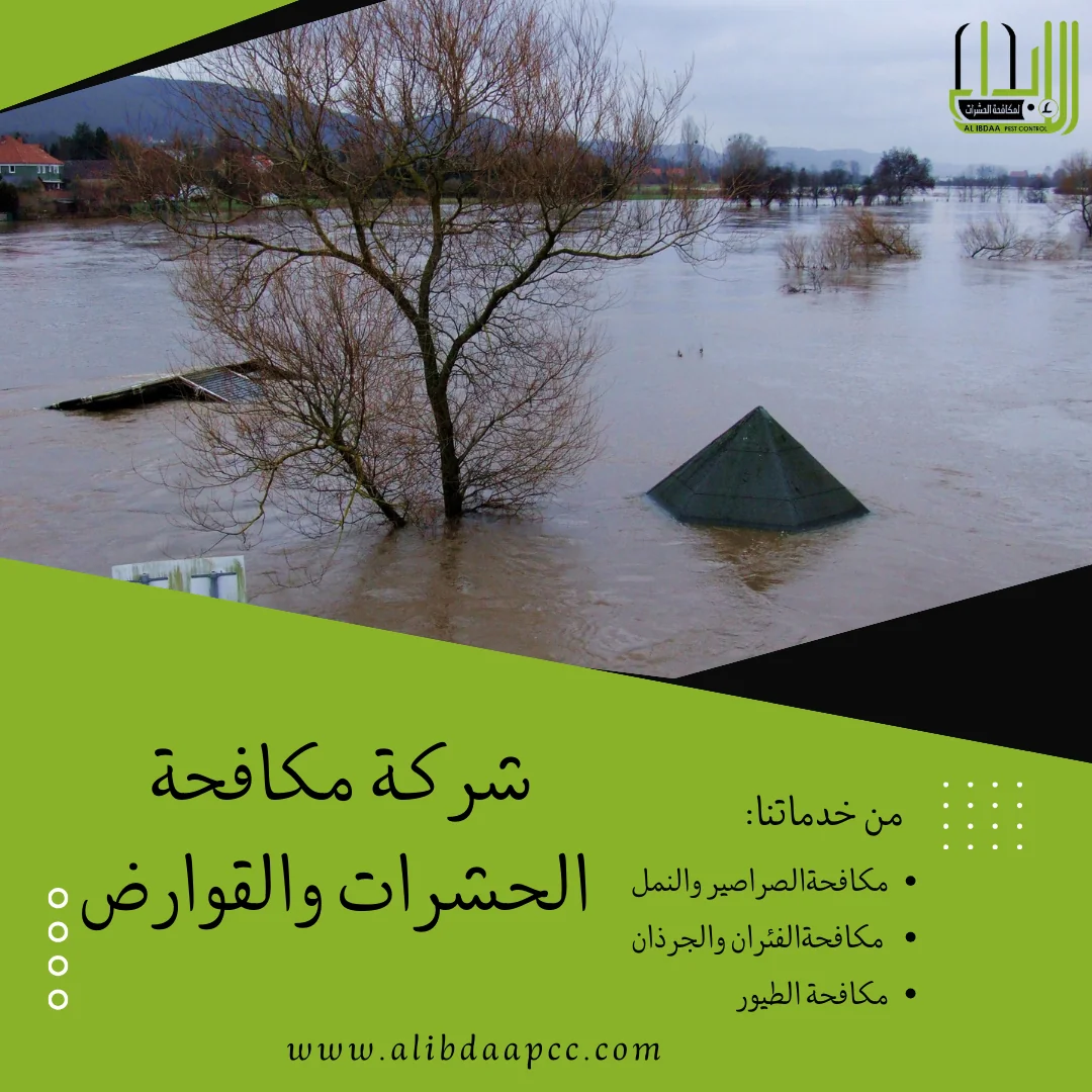 مكافحة الحشرات بعد الفيضانات والسيول في الإمارات: الطرق ودور شركات مكافحة الحشرات