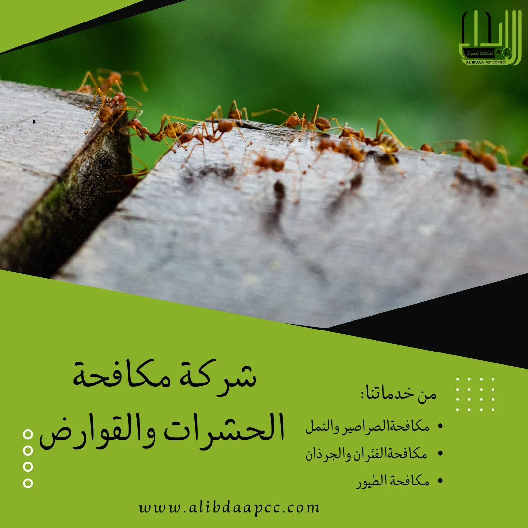 انتشار النمل وطرق مكافحته و دور شركات مكافحة الحشرات في القضاء عليها والوقاية منها