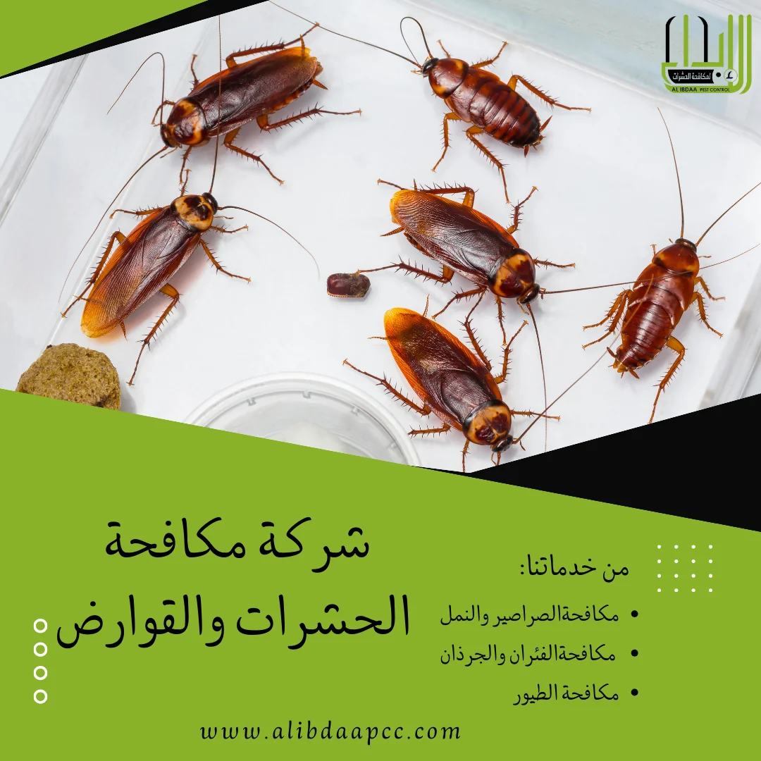 الصراصير اسبابها ومضارها واساليب شركة مكافحة الحشرات في القضاء والوقاية منها