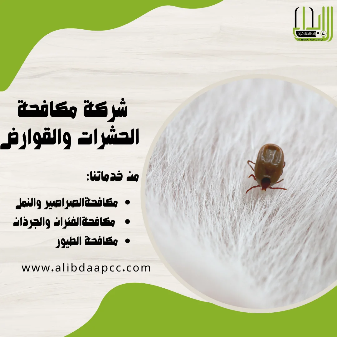 الأضرار الصحية لحشرة البرغوث وطرق مكافحتها والحماية منها ودور شركات مكافحة الحشرات