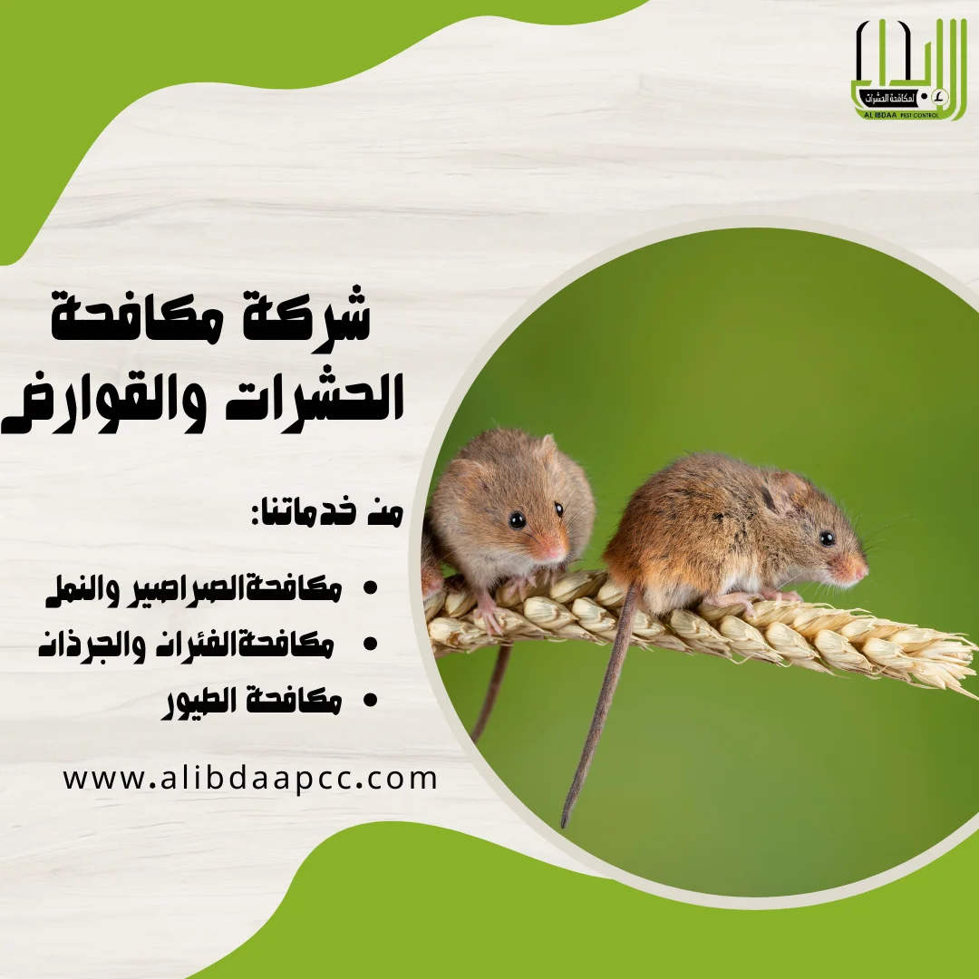 مكافحة الفئران في المنازل: الوقاية والتعامل مع الحشرات الضارة