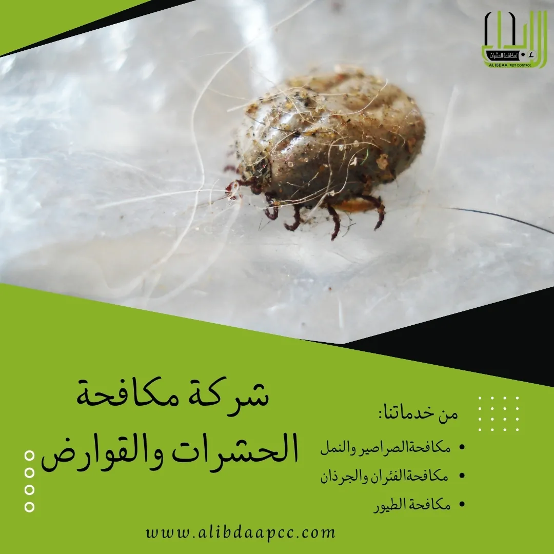 سوس الخشب وطرق انتشاره ودور شركات مكافحة الحشرات في القضاء عليه والحماية منه