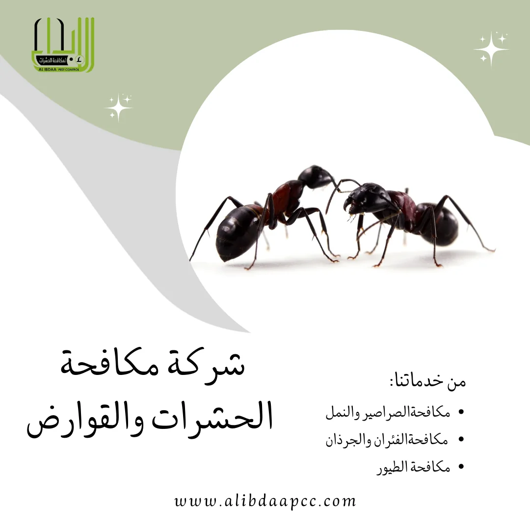 أساليب مكافحة النمل وأفضل الطرق للحماية منه