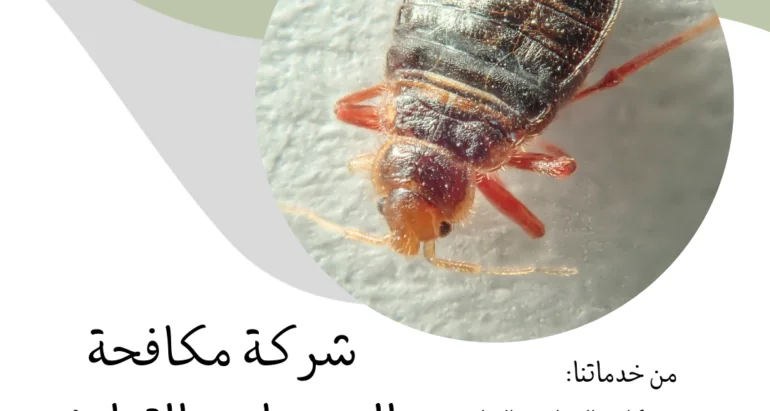 أساليب وطرق مكافحة بق الفراش ودور شركات مكافحة الحشرات في القضاء عليها