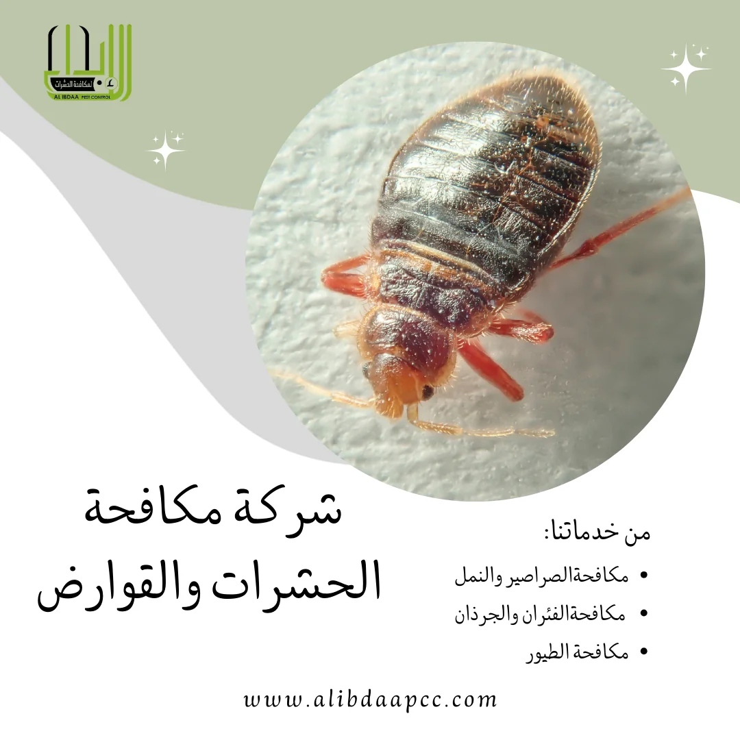 أساليب وطرق مكافحة بق الفراش ودور شركات مكافحة الحشرات في القضاء عليها