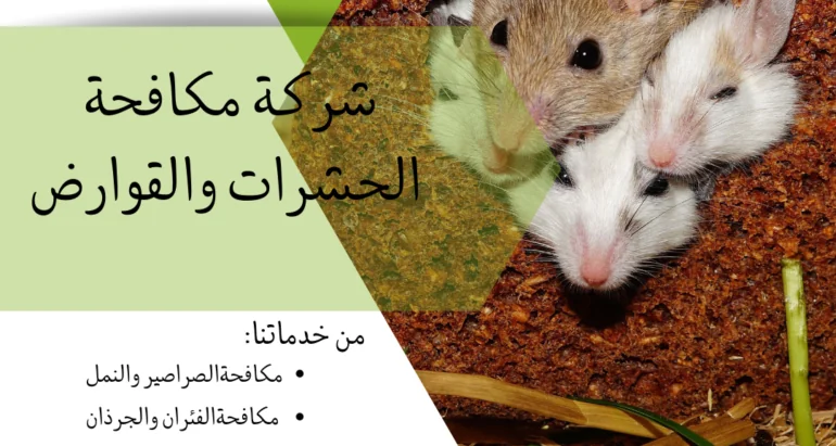 خدمات مكافحة الفئران: لماذا تحتاجها في منزلك؟