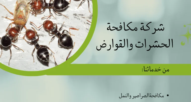 الحشرات المنزلية: أسباب ظهورها وكيفية التخلص منها بطرق متقدمة