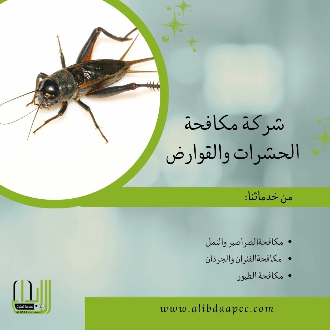 أكثر الحشرات انتشارًا في الإمارات وطرق الوقاية منها