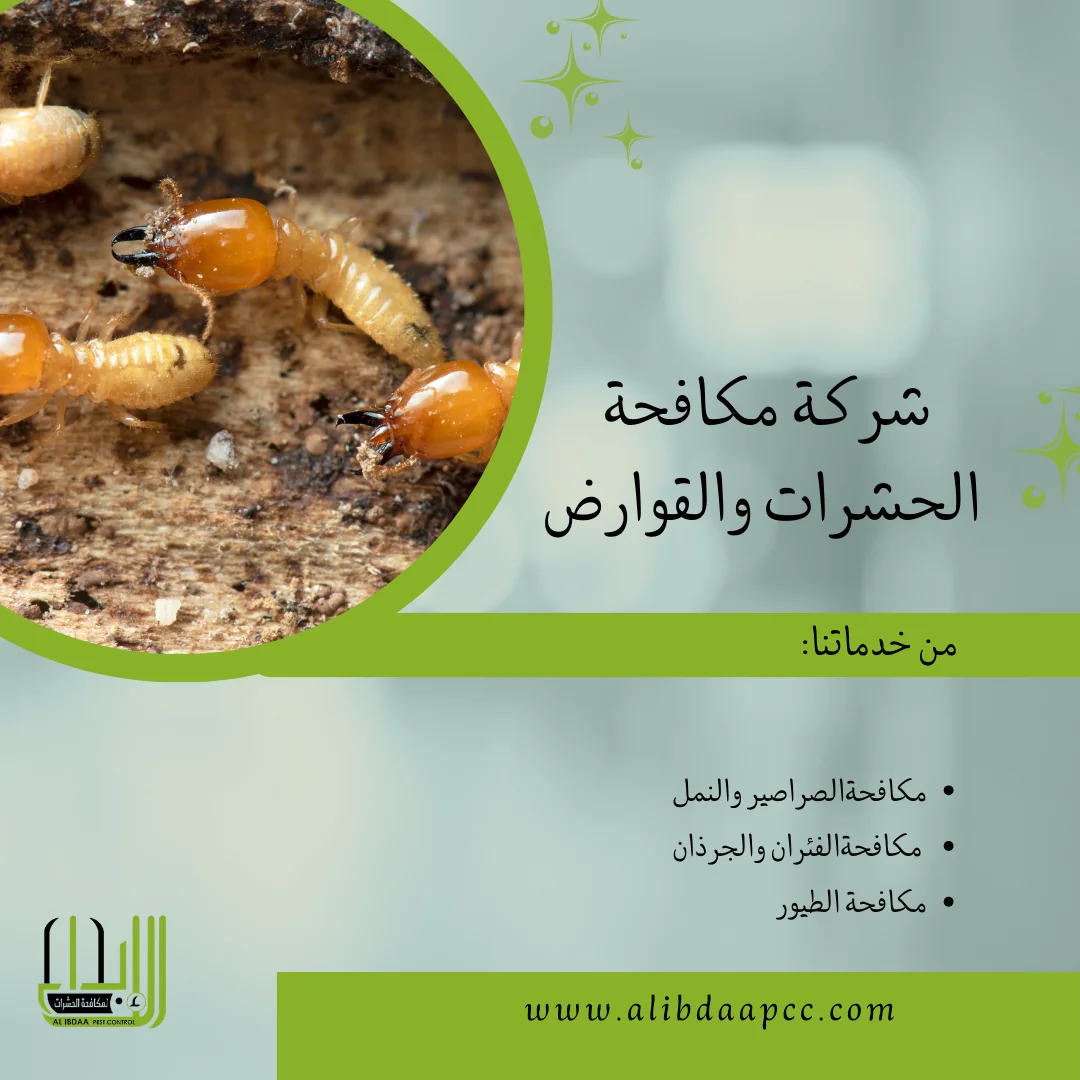 رش الرمة في أبوظبي