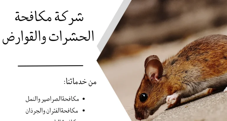 أفضل طرق الحماية من الفئران وأساليب شركات مكافحة الحشرات في القضاء عليها والوقاية منها