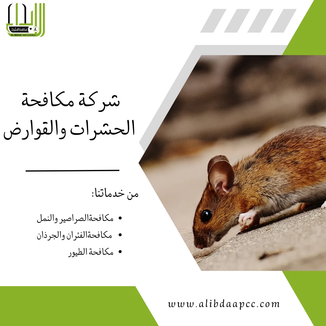 أفضل طرق الحماية من الفئران وأساليب شركات مكافحة الحشرات في القضاء عليها والوقاية منها