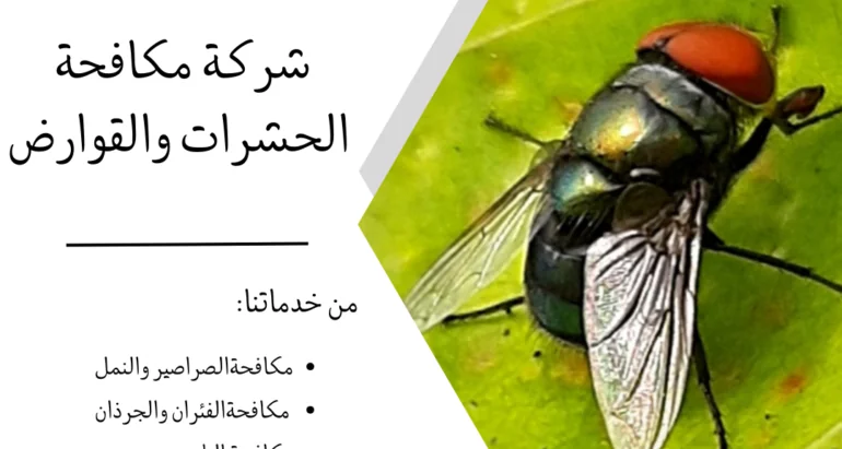 الذباب: خطر صغير وحلول فعّالة للتخلص منه