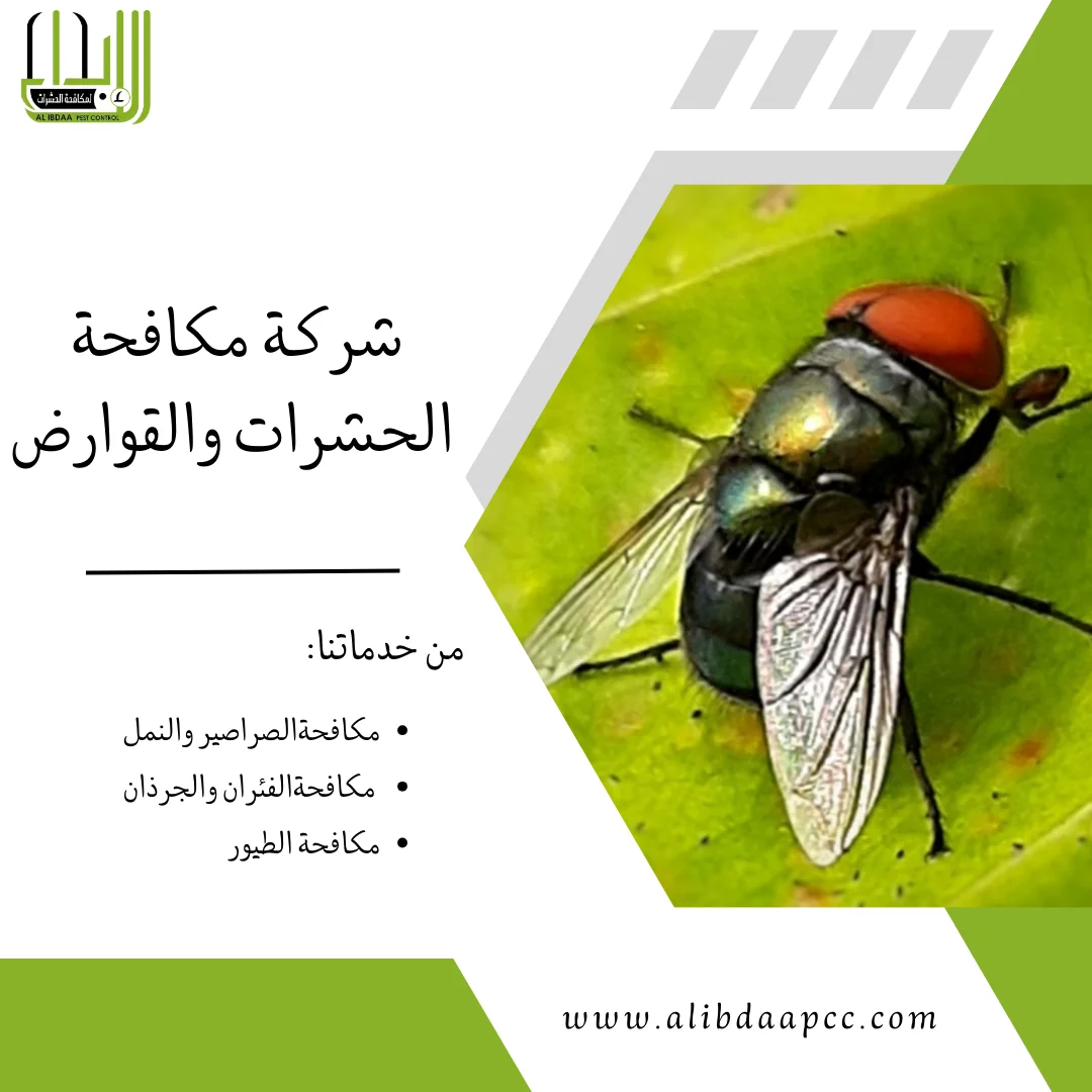 الذباب: خطر صغير وحلول فعّالة للتخلص منه