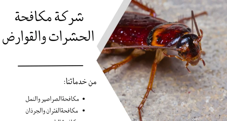 حماية المنزل من الحشرات: طرق فعّالة للقضاء على النمل والصراصير ودور شركات مكافحة الحشرات