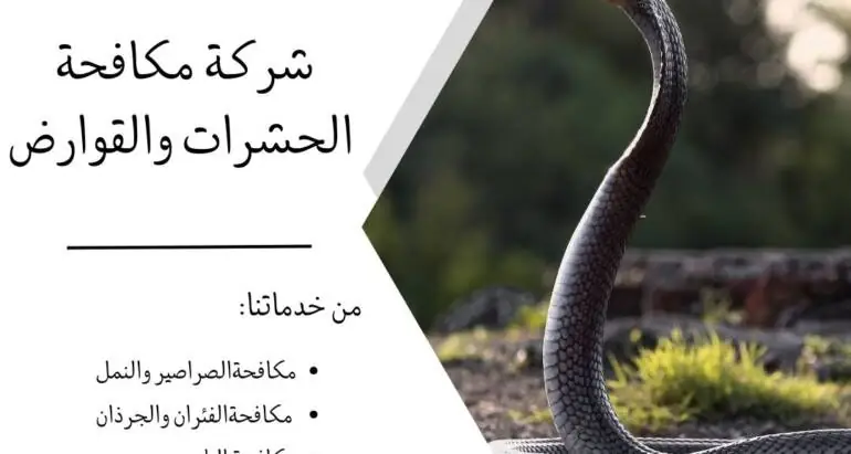 شركات مكافحة الحشرات ودورها في القضاء والحماية من الأفاعي والزواحف في الإمارات