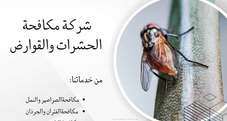 أفضل الطرق للحماية من الذباب والقضاء عليه ودور شركات مكافحة الحشرات في ذلك