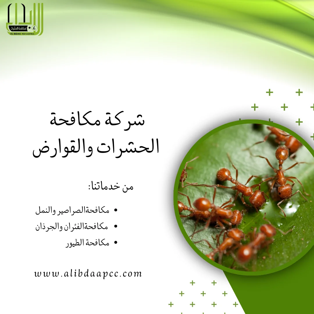 طريقة التخلص من النمل في المنازل ووجوب الاتصال بشركات مكافحة الحشرات
