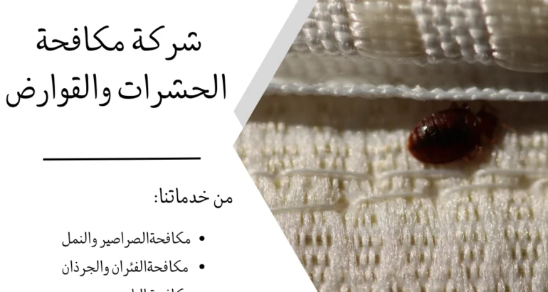 طرق وأساليب مكافحة بق الفراش والحماية منه