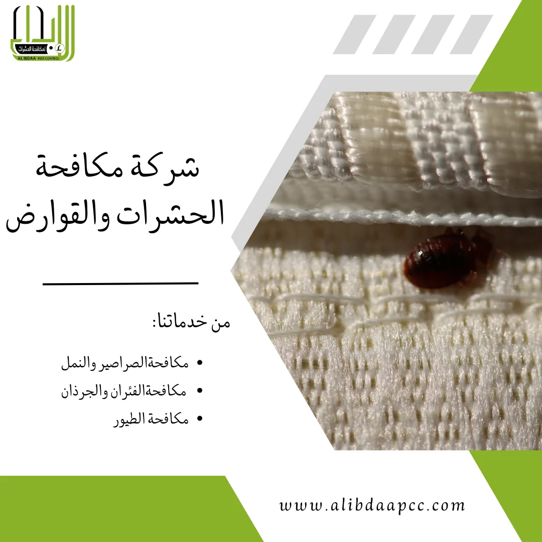 طرق وأساليب مكافحة بق الفراش والحماية منه
