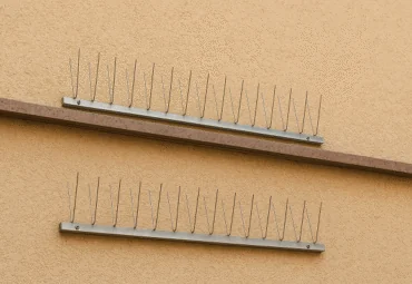 صيد الحمام في أبوظبي