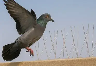 صيد الحمام في أبوظبي
