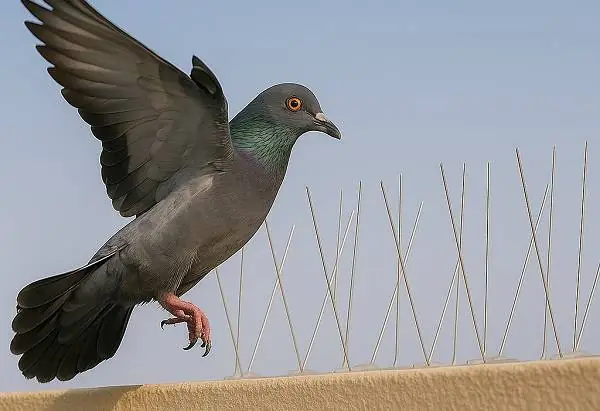 صيد الحمام في أبوظبي