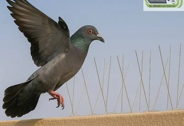 صيد الحمام في أبوظبي