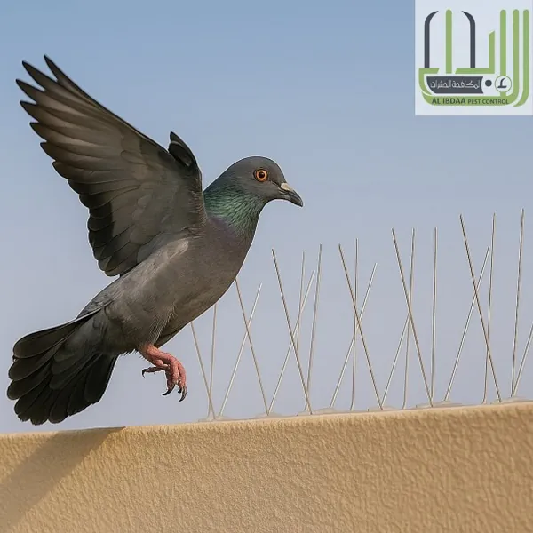 صيد الحمام في أبوظبي